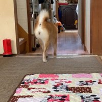 「ちょっと追い払ってくる！」と玄関へ