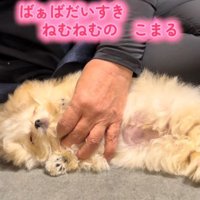女性に撫でられながら眠る子犬