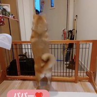 倍速！尻尾フリフリ