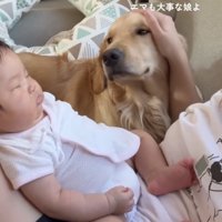赤ちゃんのそばで撫でられる犬