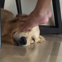 横になる犬を足で撫でる人