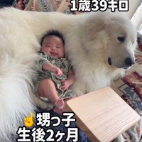 グレート・ピレニーズのとと丸ちゃん♡