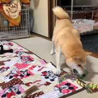おもちゃに八つ当たり