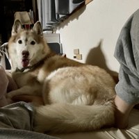 起きたらそばにいたシャンテちゃん