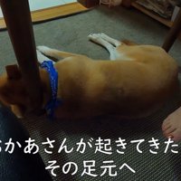 お母さんの足元でウトウト