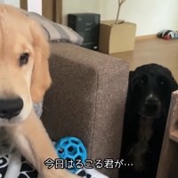るこる君がママさんの隣を確保