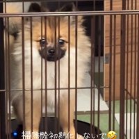 飼い主さんを見るナッツちゃん