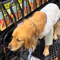 力強く踏ん張るならちゃん