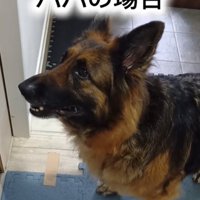 横を向く犬2