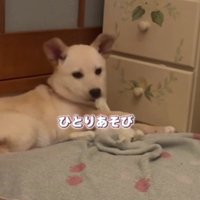 一人遊びを始めた