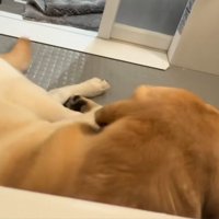 横になるレイスくん