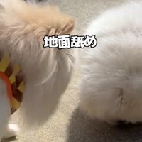 応援が届いていない！？