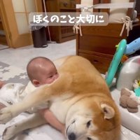 柴雄くんに抱きつく赤ちゃん