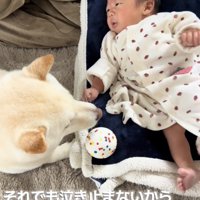 赤ちゃんのそばで寄り添う犬