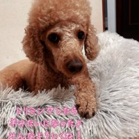 トリミング後のラテくん