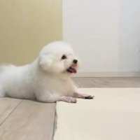 足だけ丸刈り！？