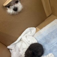 ダンボールの穴から子猫を覗く小型犬