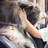 車の座席から開いたドアに向かって身を乗り出し女性に撫でてもらう秋田犬