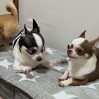 うめちゃんの遊びの誘い方2