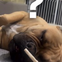 寝ながらガムの匂いを嗅ぐ犬