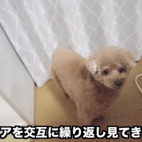 「ママ、パパは…？」