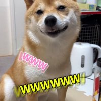 にっこり顔で座る柴犬