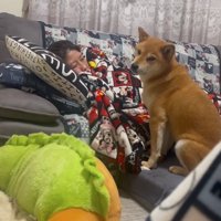 振り向く柴犬