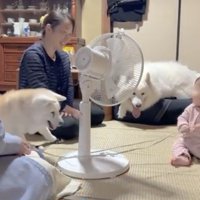 少し離れて赤ちゃんを見守る犬