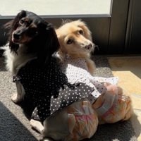 飼い主さんは必死に努力した