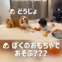 赤ちゃんを遊びに誘うまめ君3