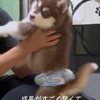 琥珀くんの成長記録5