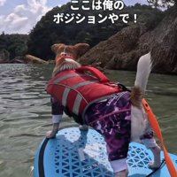 サップボードに乗るジャックラッセルテリア