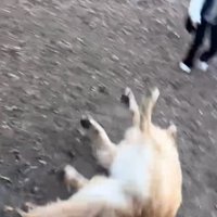 斜面を転がり落ちる大型犬