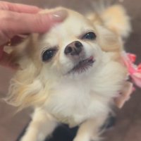 お迎えに来てくれたプティちゃん6