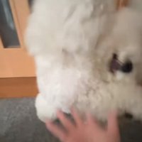 前足を高く上げる犬