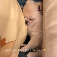 横向きで寝る犬3