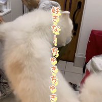 愛が止められない