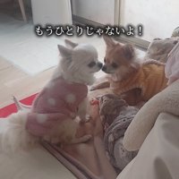 2匹の犬