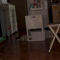 隙間に顔を突っ込む小型犬