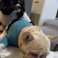 後ろで見てたここあちゃん