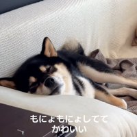 目をつぶるきびくん