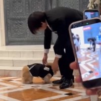 戻ろうとする犬