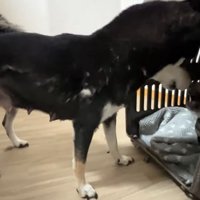 反抗する子犬