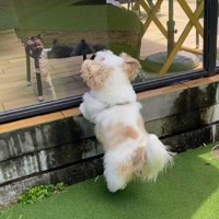 男性に向かって跳びはねる犬