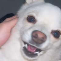 布団は毛まみれ…