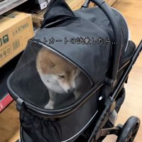 絶望のりんちゃん