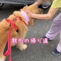 おばちゃんに撫でられる犬