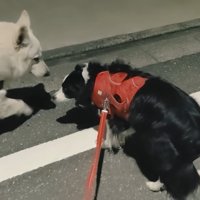 ラッキーちゃんを預かった時のBJ くん2