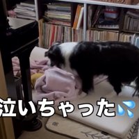 赤ちゃんをのぞき込む犬