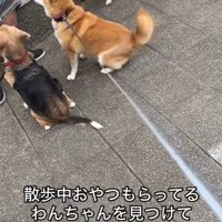 おやつをもらうワンコとポポちゃん5